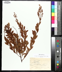 Spiraea alba image