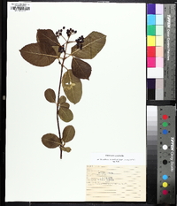 Viburnum cassinoides image