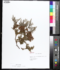 Thuja occidentalis image