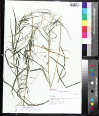 Muhlenbergia sylvatica image