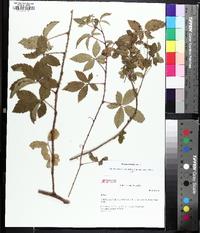 Rubus trivialis image