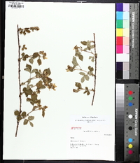 Rubus flagellaris image