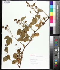 Rubus roribaccus image