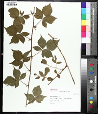 Rubus flagellaris image