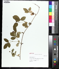 Rubus flagellaris image