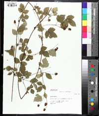 Rubus flagellaris image