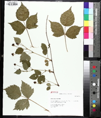 Rubus flagellaris image