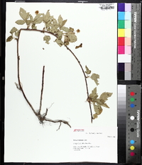 Rubus flagellaris image