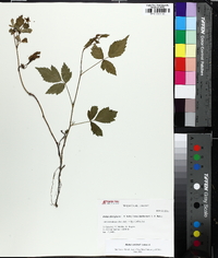 Rubus enslenii image