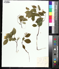 Celastrus scandens image