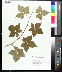 Rubus flagellaris image