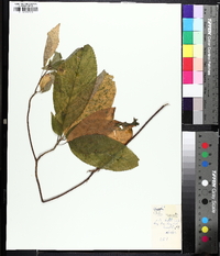 Clethra acuminata image