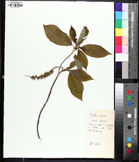 Clethra acuminata image