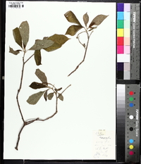 Clethra acuminata image