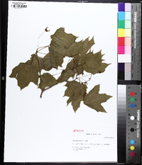 Acer nigrum image