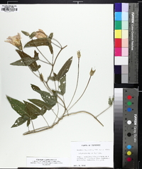 Calystegia pubescens image