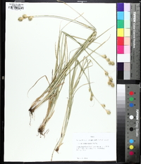 Carex tetrastachya image