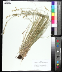 Carex reniformis image