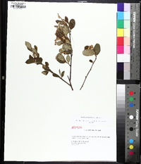 Aronia × prunifolia image