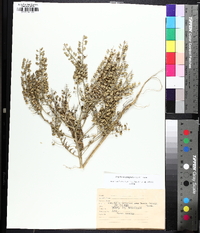 Lepidium campestre image