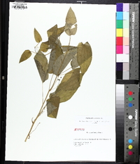 Smilax pulverulenta image