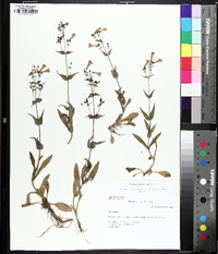 Penstemon laevigatus image