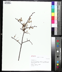 Ulmus alata image