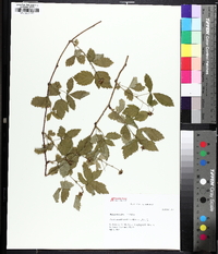 Rubus flagellaris image