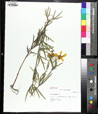 Coreopsis palmata image