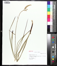 Stenanthium tennesseense image