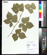 Rubus flagellaris image