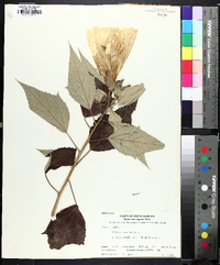 Hibiscus moscheutos image