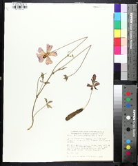 Callirhoe papaver image