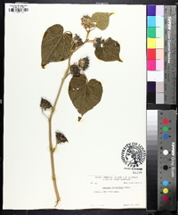 Abutilon theophrasti image