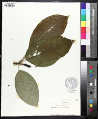Magnolia acuminata image