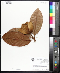 Magnolia grandiflora image