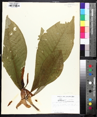 Magnolia tripetala image