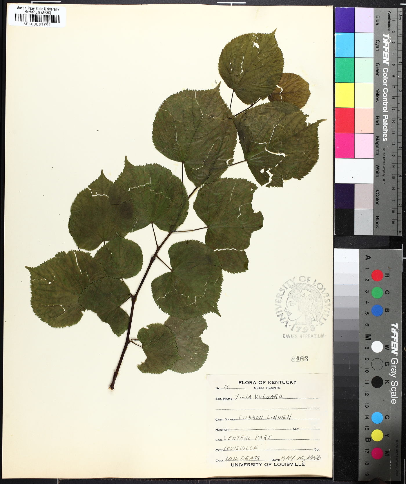 Tilia × vulgaris image