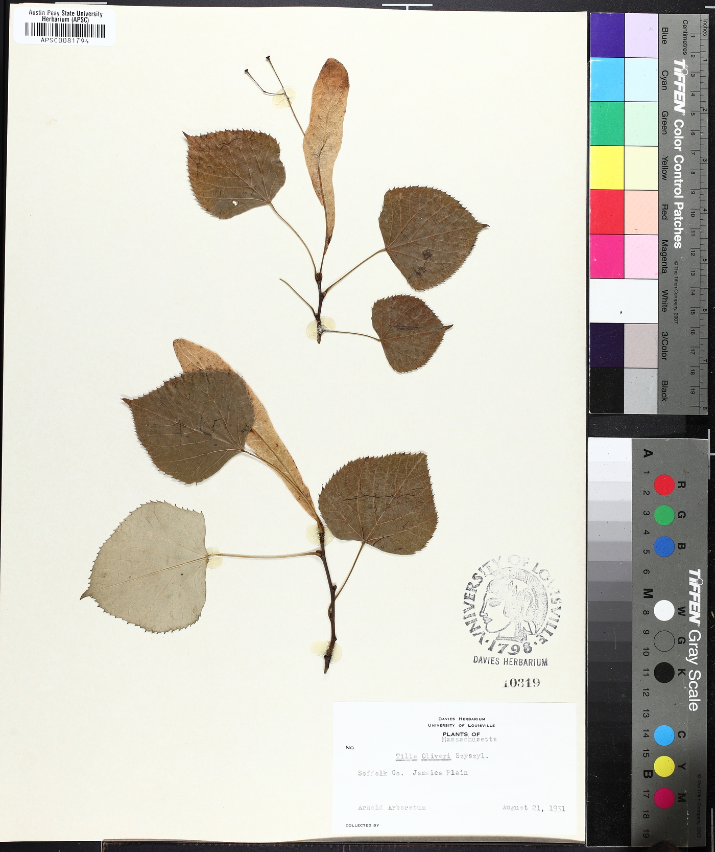 Tilia oliveri image