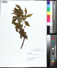 Fraxinus nigra image