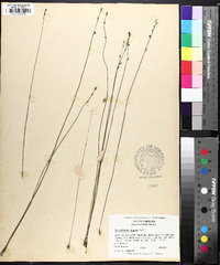 Utricularia juncea image