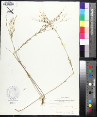 Linum medium var. texanum image