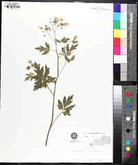 Phacelia bipinnatifida image