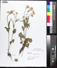 Cardamine douglassii image