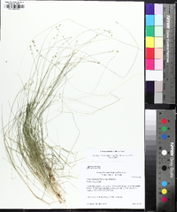 Carex radiata image