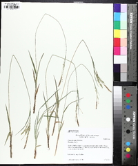 Carex prasina image