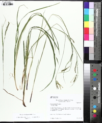 Carex prasina image