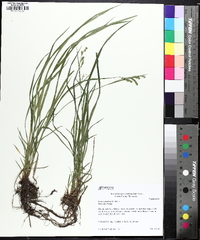 Carex prasina image