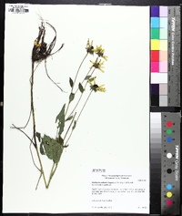 Rudbeckia palustris image