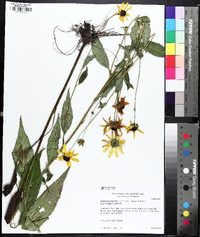 Rudbeckia palustris image